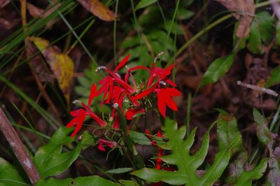 Lobelia cardinalis, photographed by Michelle W. （鍾偉瑋）