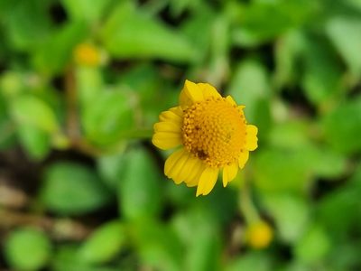 Acmella repens, photographed by Susana De la Torre Zavala