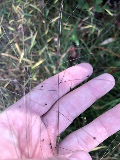 Kellochloa verrucosa, photographed by John Kees