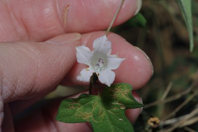 Ipomoea lacunosa, photographed by Michelle W. （鍾偉瑋）