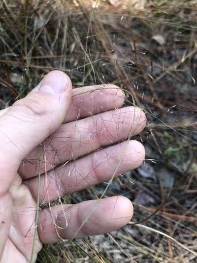 Muhlenbergia expansa, photographed by John Kees