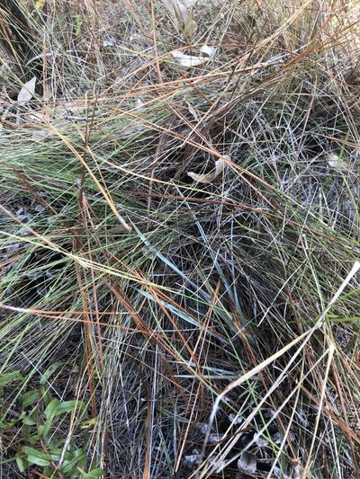 Muhlenbergia expansa, photographed by John Kees