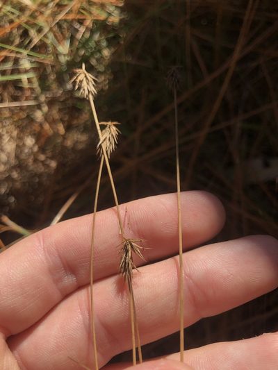 Cyperus plukenetii, photographed by John Kees