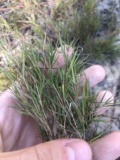 Dichanthelium arenicoloides, photographed by John Kees