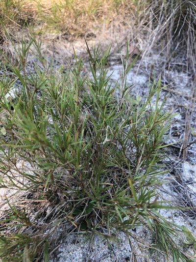 Dichanthelium arenicoloides, photographed by John Kees