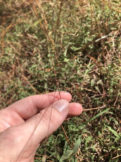 Gymnopogon brevifolius, photographed by Will McFarland