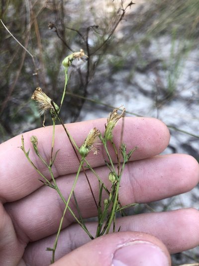 Pityopsis pinifolia, photographed by John Kees