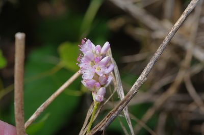 Persicaria bicornis