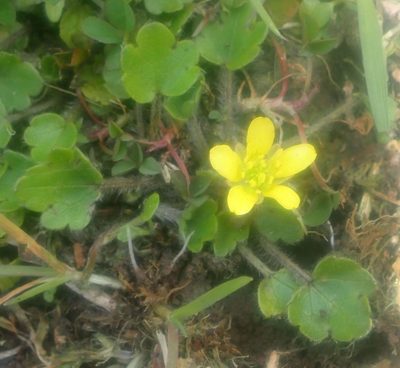 Ranunculus foliosus, photographed by John Steel