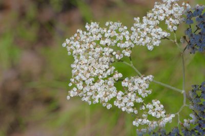 Eriogonum multiflorum, photographed by Michelle W. （鍾偉瑋）