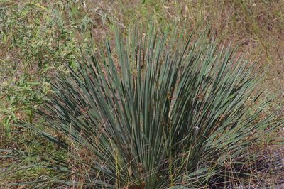 Yucca flaccida, photographed by Michelle W. （鍾偉瑋）