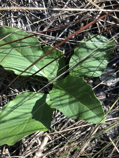 Physalis lanceolata, photographed by John Kees
