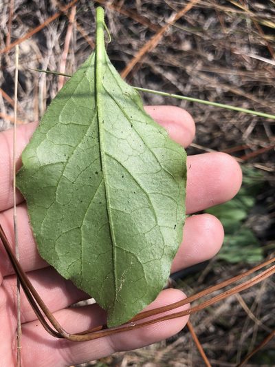Physalis lanceolata, photographed by John Kees