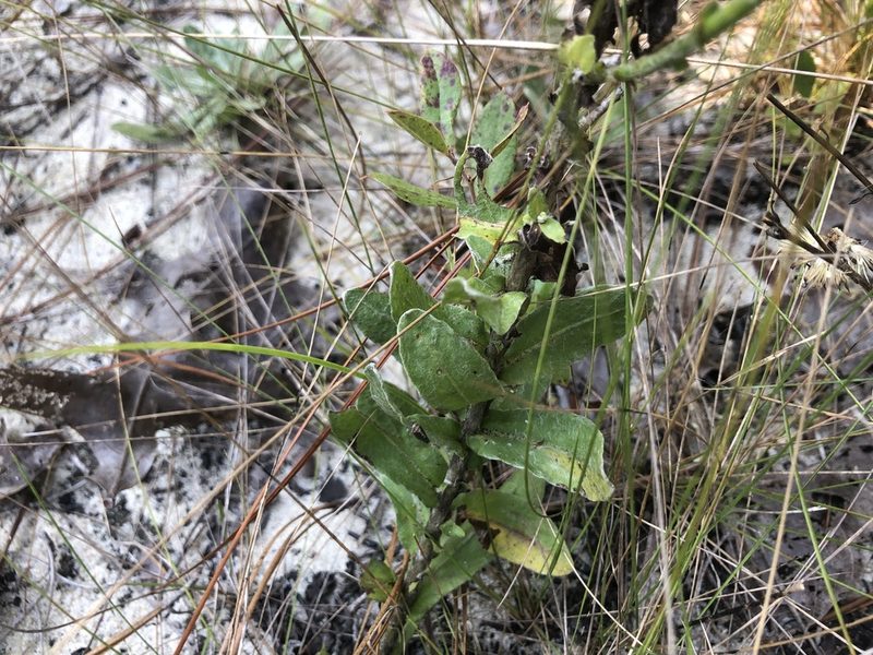 Chrysopsis gossypina, photographed by John Kees