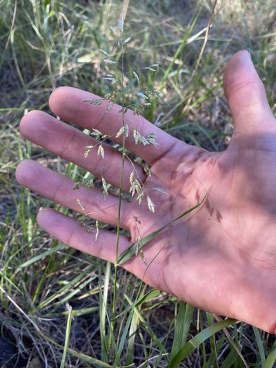 Tridens texanus, photographed by Brand R