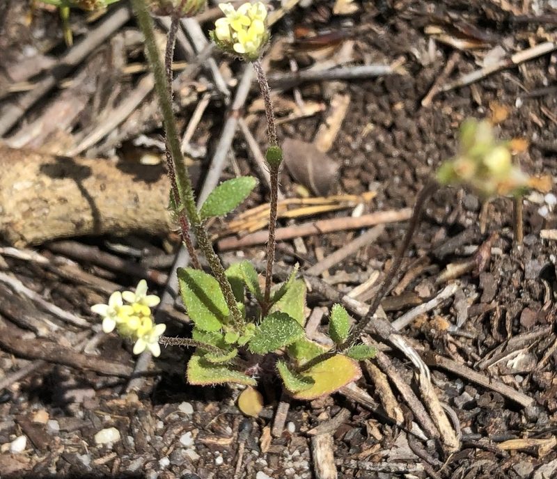Phyllopodium heterophyllum, photographed by Caroline Voget