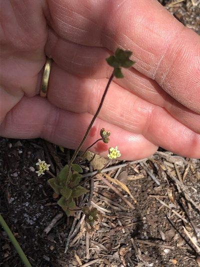 Phyllopodium heterophyllum, photographed by Caroline Voget