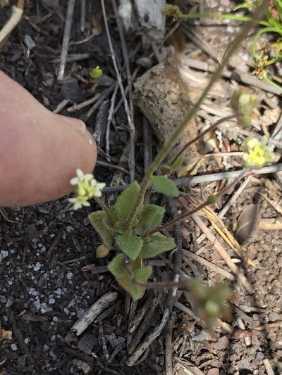 Phyllopodium heterophyllum, photographed by Caroline Voget