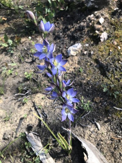 Thelymitra grandiflora, photographed by Connor Margetts