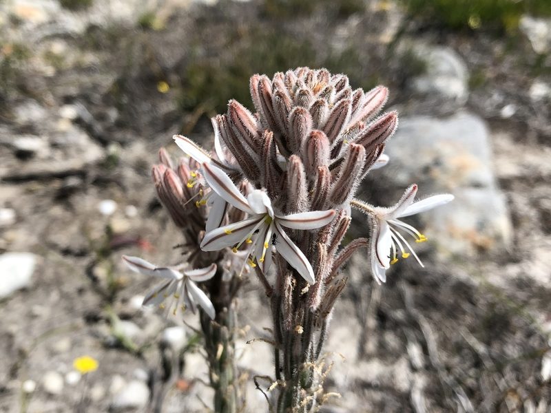 Trachyandra hirsutiflora, photographed by Caroline Voget