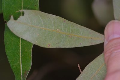 Quercus incana, photographed by Michelle W. （鍾偉瑋）