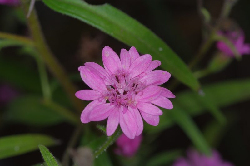 Palafoxia hookeriana, photographed by Michelle W. （鍾偉瑋）