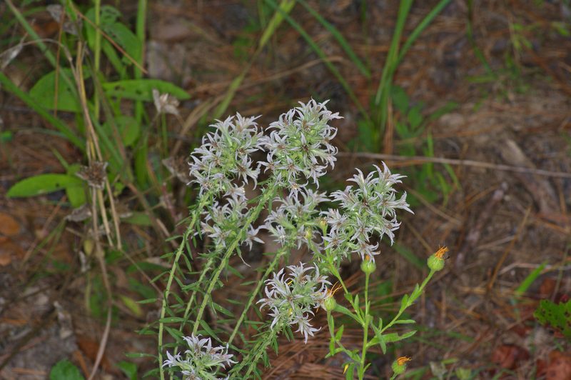 Liatris hesperelegans, photographed by Michelle W. （鍾偉瑋）