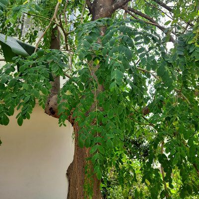 Moringa oleifera, photographed by Shriya Uday