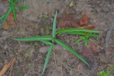 Thyrsanthella difformis, photographed by Michelle W. （鍾偉瑋）