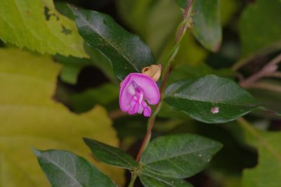 Strophostyles umbellata, photographed by Michelle W. （鍾偉瑋）