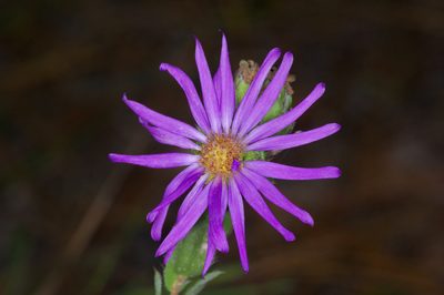 Symphyotrichum pratense, photographed by Michelle W. （鍾偉瑋）