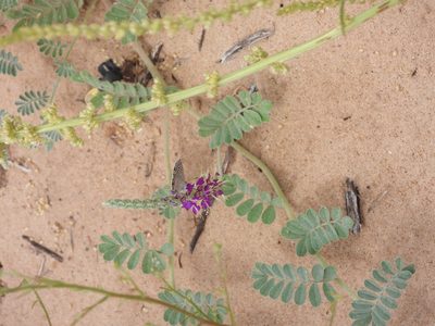 Dalea lanata, photographed by Jared Shorma