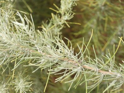Artemisia filifolia, photographed by Jared Shorma