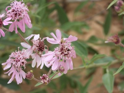 Palafoxia sphacelata, photographed by Jared Shorma