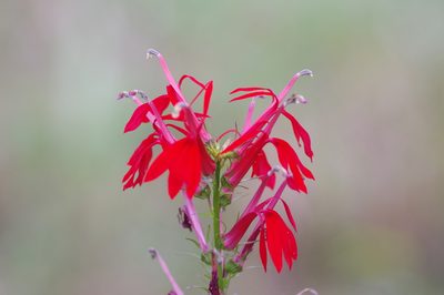 Lobelia cardinalis