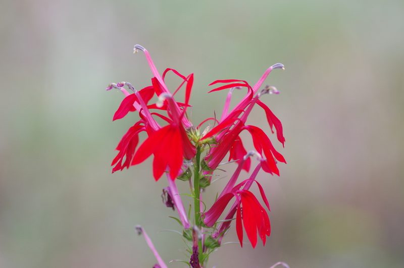 Lobelia cardinalis, photographed by Michelle W. （鍾偉瑋）
