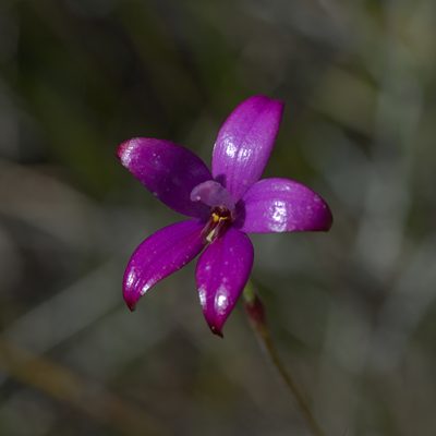 Caladenia brunonis, photographed by Hugo Innes