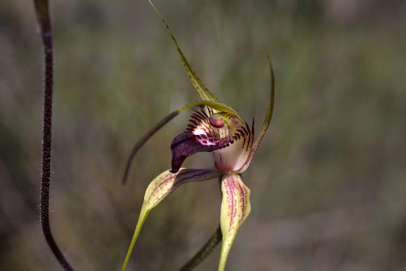 Caladenia paludosa, photographed by Hugo Innes