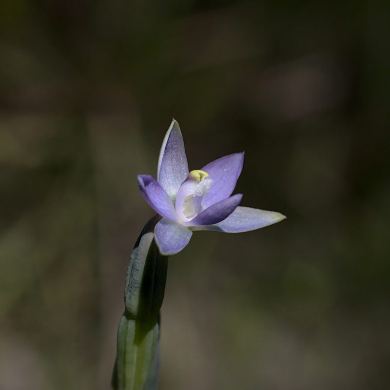 Thelymitra vulgaris, photographed by Hugo Innes
