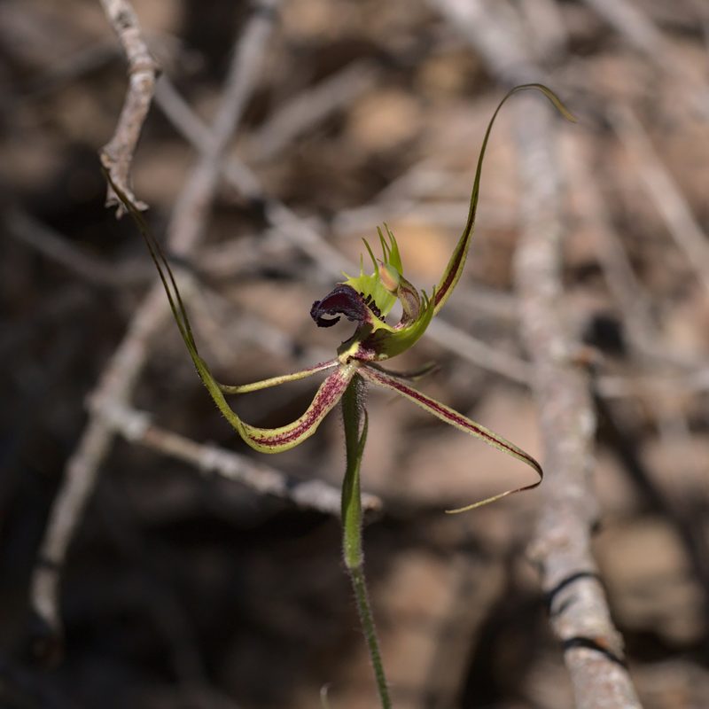 Caladenia attingens, photographed by Hugo Innes