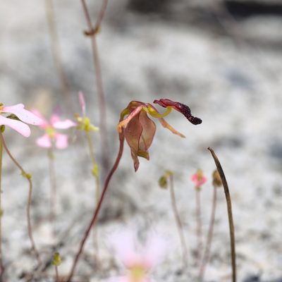Caleana nigrita, photographed by Hugo Innes