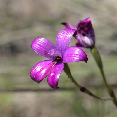 Caladenia brunonis, photographed by Hugo Innes