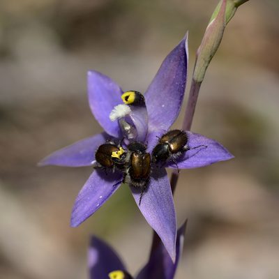 Thelymitra graminea, photographed by Hugo Innes