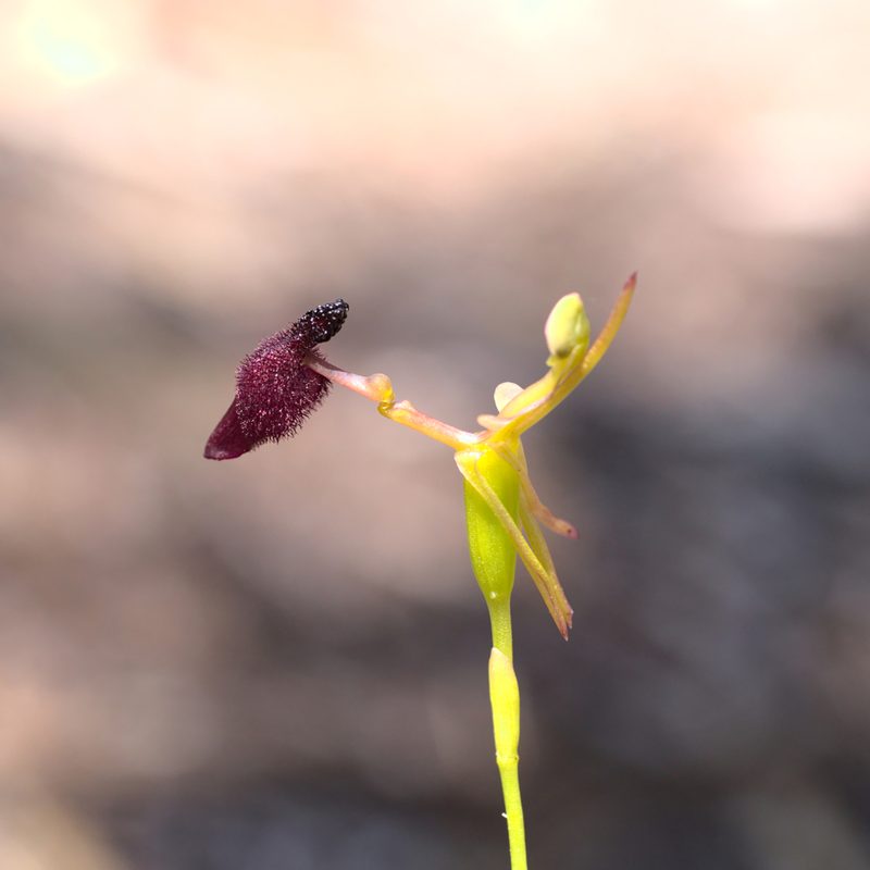 Drakaea glyptodon, photographed by Hugo Innes
