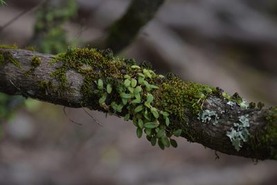 Bulbophyllum pygmaeum, photographed by Christopher Stephens