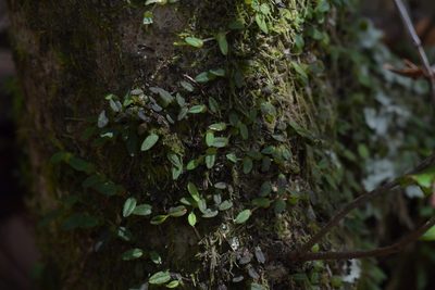 Bulbophyllum pygmaeum, photographed by Christopher Stephens