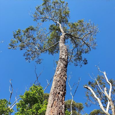 Eucalyptus botryoides, photographed by ronavery
