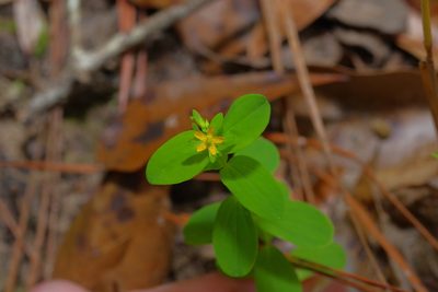 Hypericum mutilum, photographed by Michelle W. （鍾偉瑋）