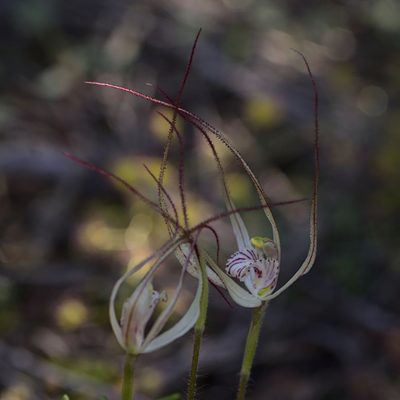 Caladenia saxicola, photographed by Hugo Innes