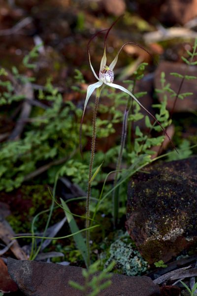 Caladenia saxicola, photographed by Hugo Innes